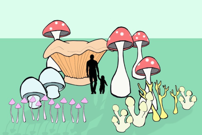 Fungal Forest by Sanctum Studio. Photo provided by Sanctum Studio.