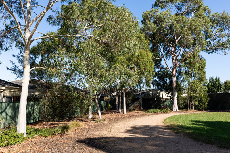 A gravel path shaded by tall native trees.