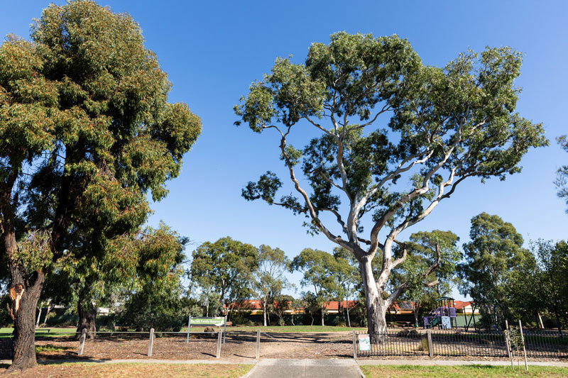 An entrance to the park, flanked by tall native trees.