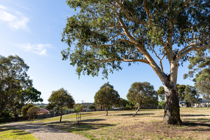 A gravel path running through a wide lawned area with tall native trees.