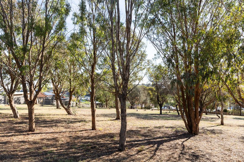Tall native trees shade a lawned area.