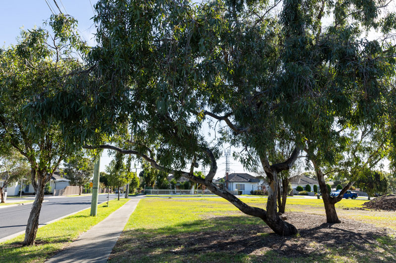 Large shady trees next to concrete pathway and lawned area near the edge of the park.