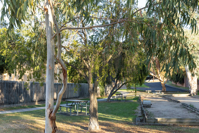 Bocce courts shaded by tall native trees with picnic tables alongside.
