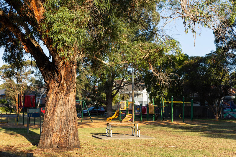 A tall native tree close to a picnic table with a children's playground in the background.