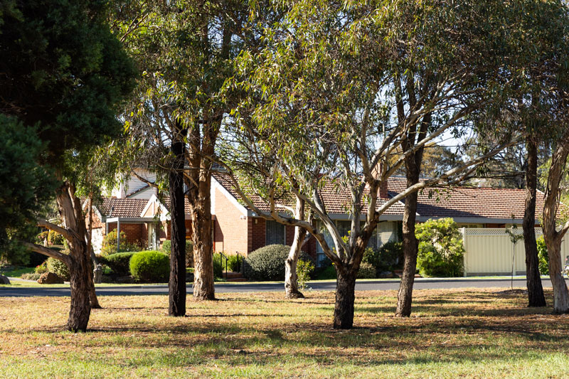 A view of the native trees on the boundary of the park with neighbouring houses in the background.