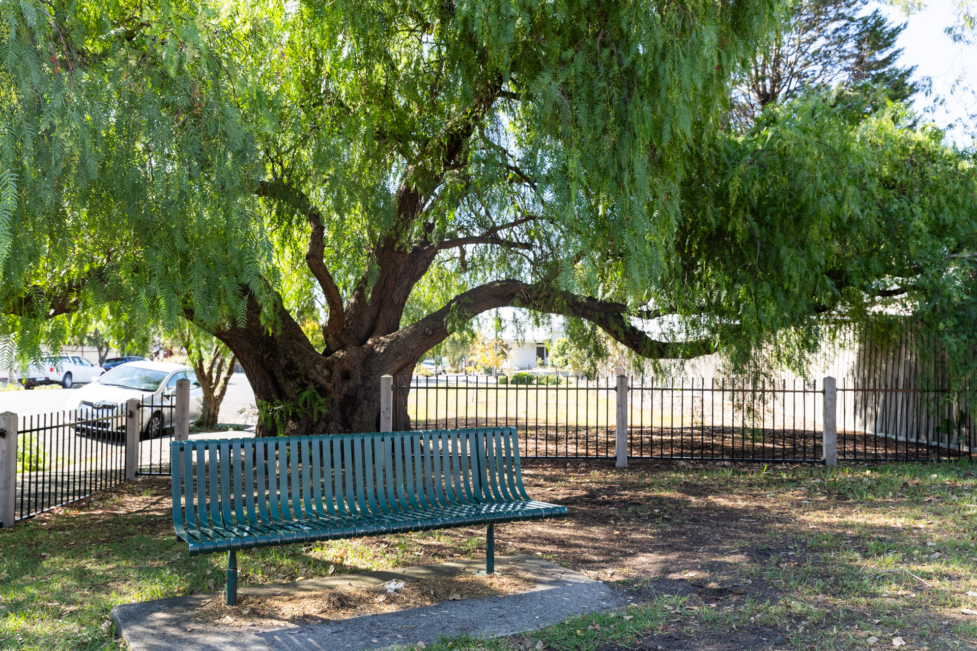 A green metal bench under a large peppercorn tree.