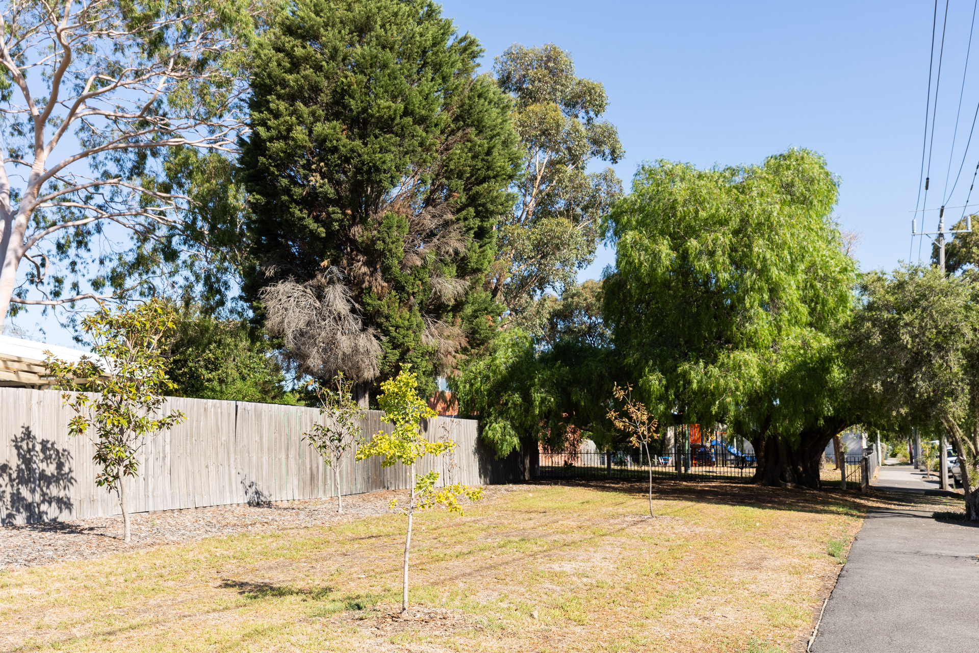 A lawn area with young trees, with mature trees in the background.