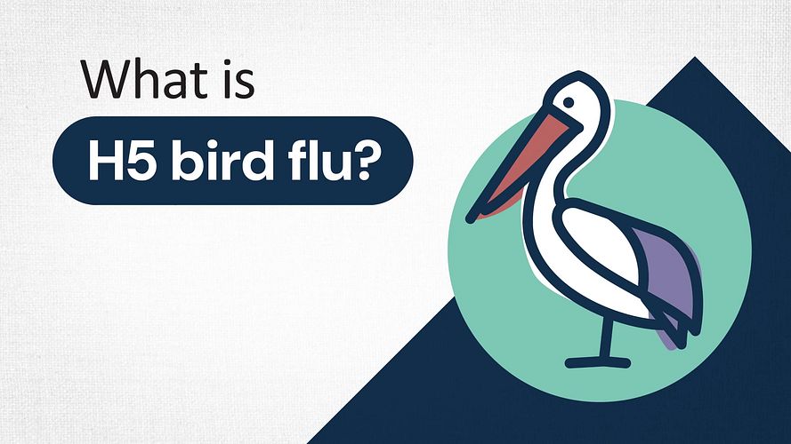 "What is H5 bird flu?" a pelican drawing in blue, green and orange. "What is H5 bird flu?" a pelican drawing in blue, green and orange.