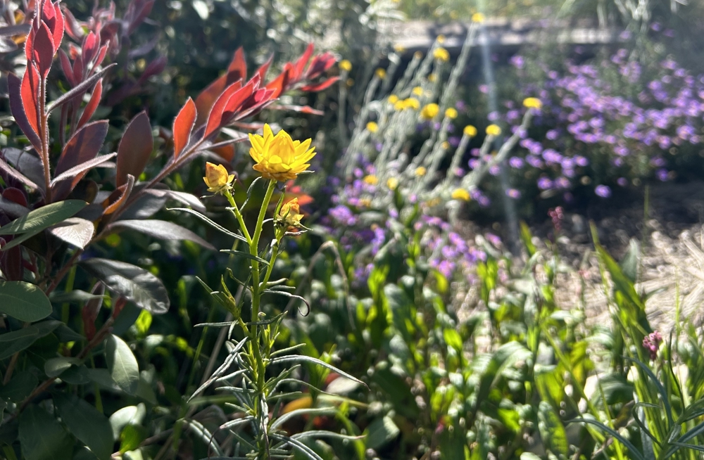 Native understorey planting
