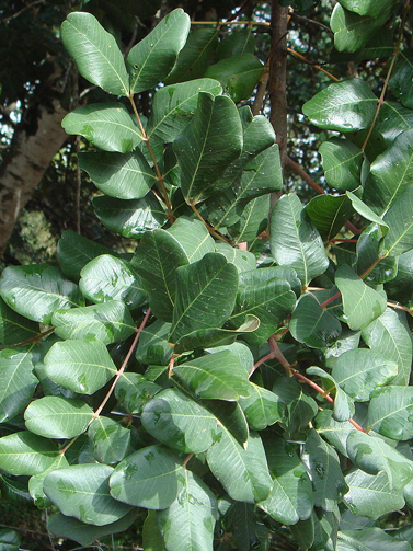 Carob Tree