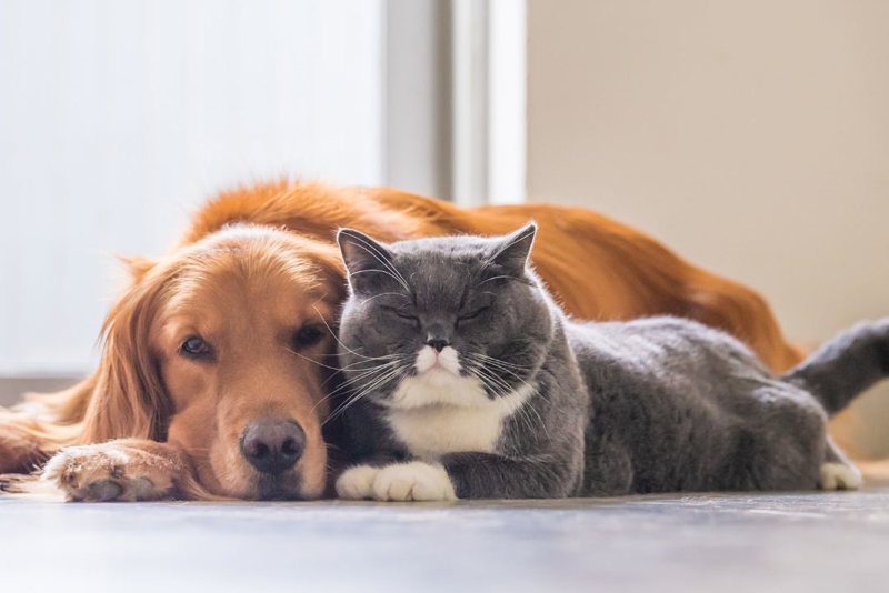 Merri-bek City Council adopts new animal management plan and cat curfew