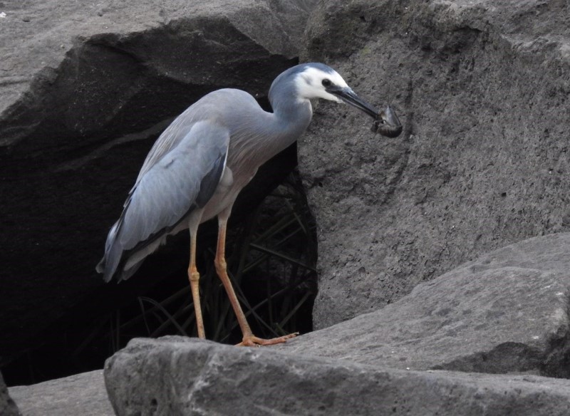 heron (a. lanigan).jpg