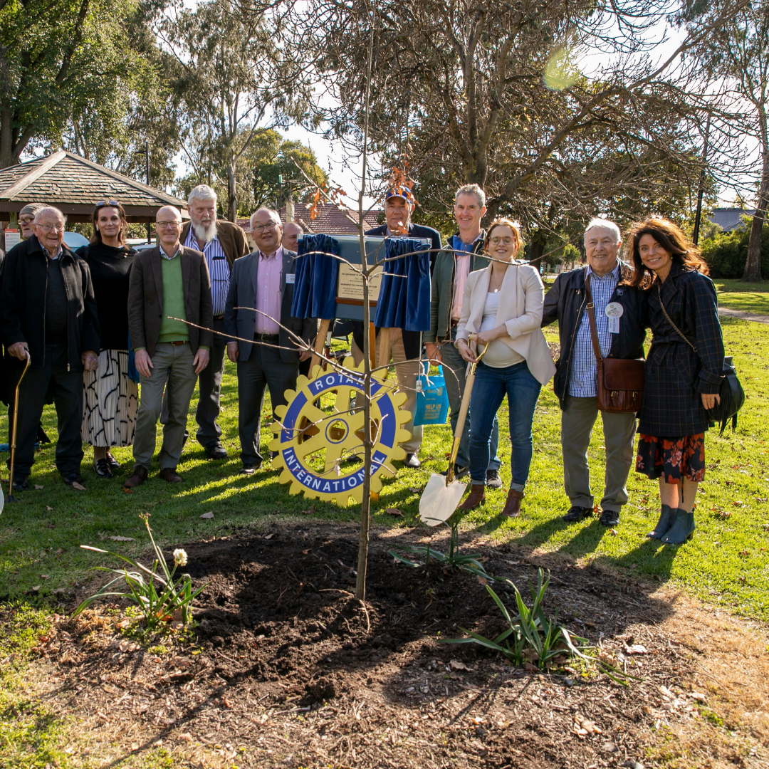 Rotary Club of Brunswick donates 100 oak trees to Merri-bek